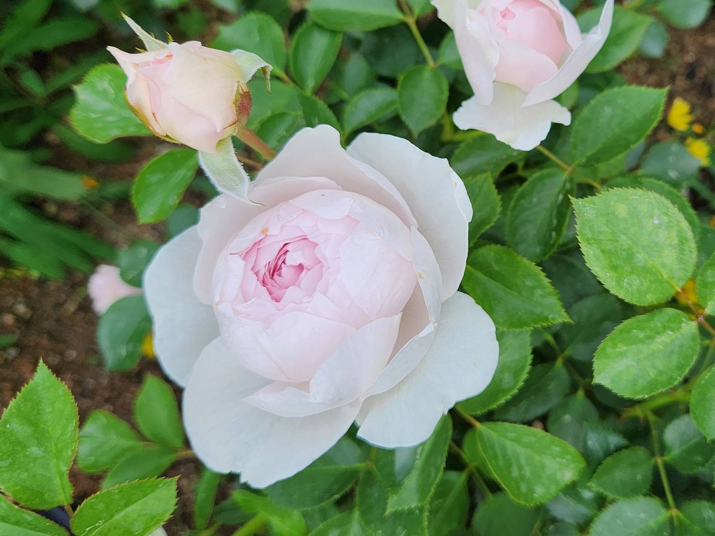 장미 헤르초긴 크리스티아나 Herzogin Christiana