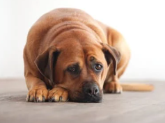 강아지 꿈해몽 개꿈 의미