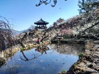 대한민국 매화가 유명한 여행지 톱 5