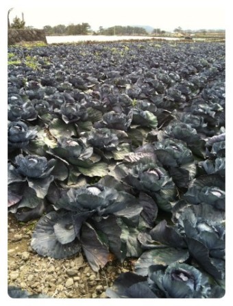 공익직불금 신청하기