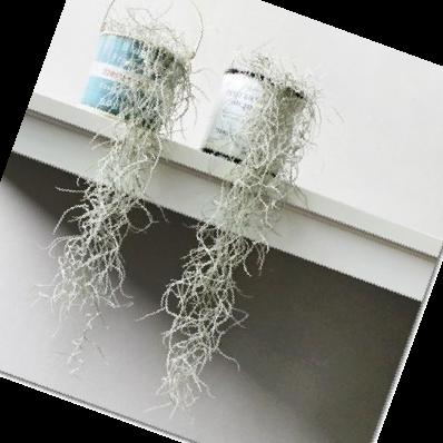 실내 공기정화식물 순위