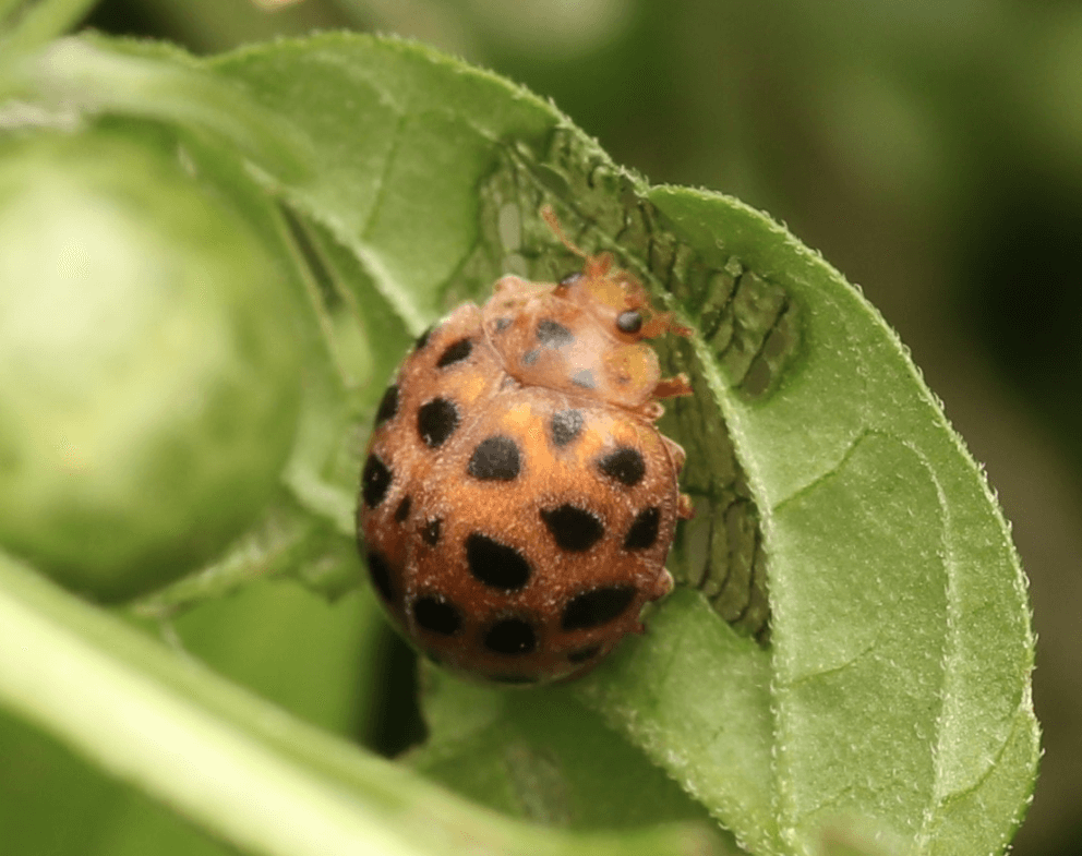 큰이십팔점박이무당벌레