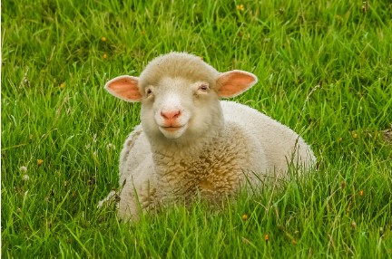 2026 양띠 신년운세 총정리 , 무료운세 사이트