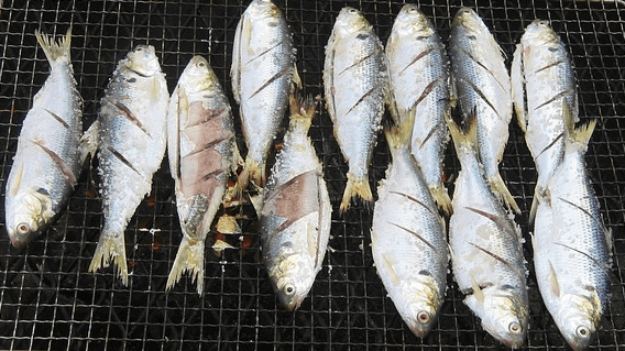 석쇠에 은백색의 전어 12마리가 놓여있다. 몸에는 사선으로 2줄의 칼자국이 나있고, 굵은 소금이 뿌려진 상태다.