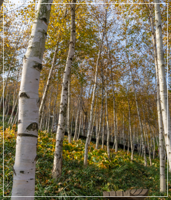 화담숲 자작나무 이미지 /출처: 화담숲 홈페이지