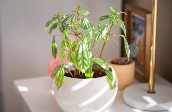 [식물키우기] 수박필레아 키우기 관리법 - 물주기, 햇빛, 온도, 습도, 흙(토양), 비료