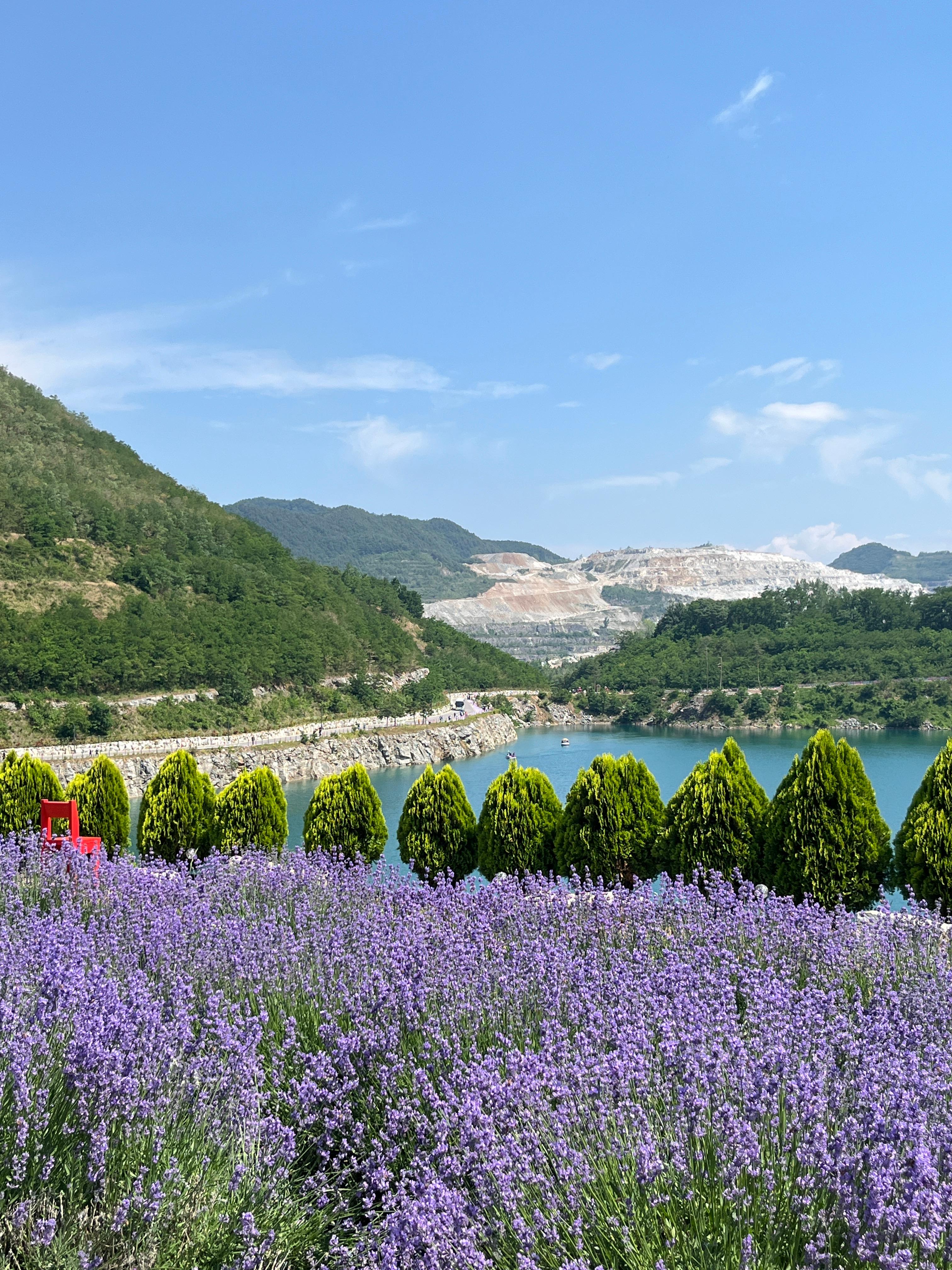 무릉별유천지 라벤더
