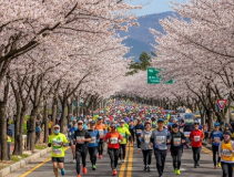 제주 마라톤 대회 일정