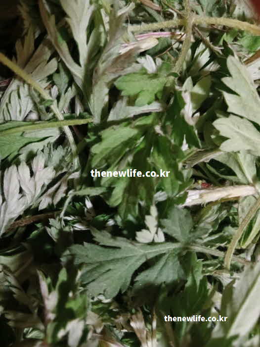 쑥 효능 부작용 국화과 식물
