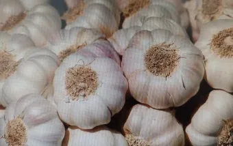 마늘 심는 시기 품종선택 비닐멀칭 웃거름 녹병 예방법_7