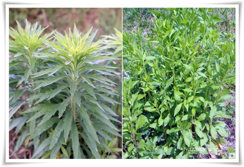 "망초와 개망초를 아시나요?" 자연의 보물, 그 놀라운 비밀!