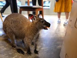 청주 가볼만한곳 베스트: 애니멀빌리지