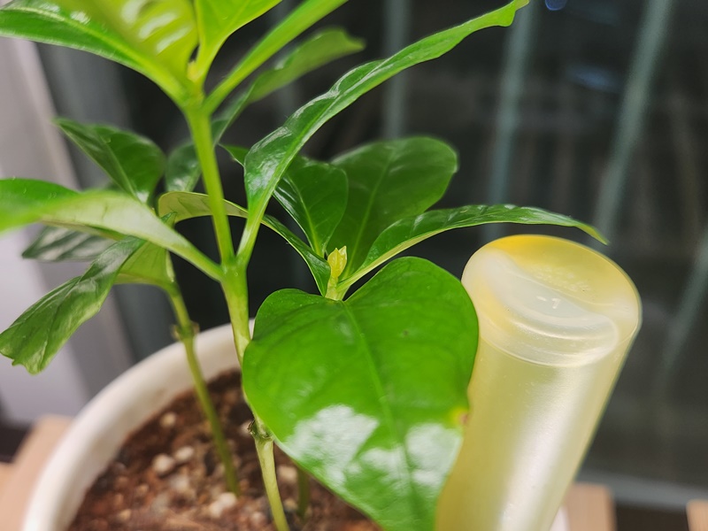 신엽이 올라오는 커피나무