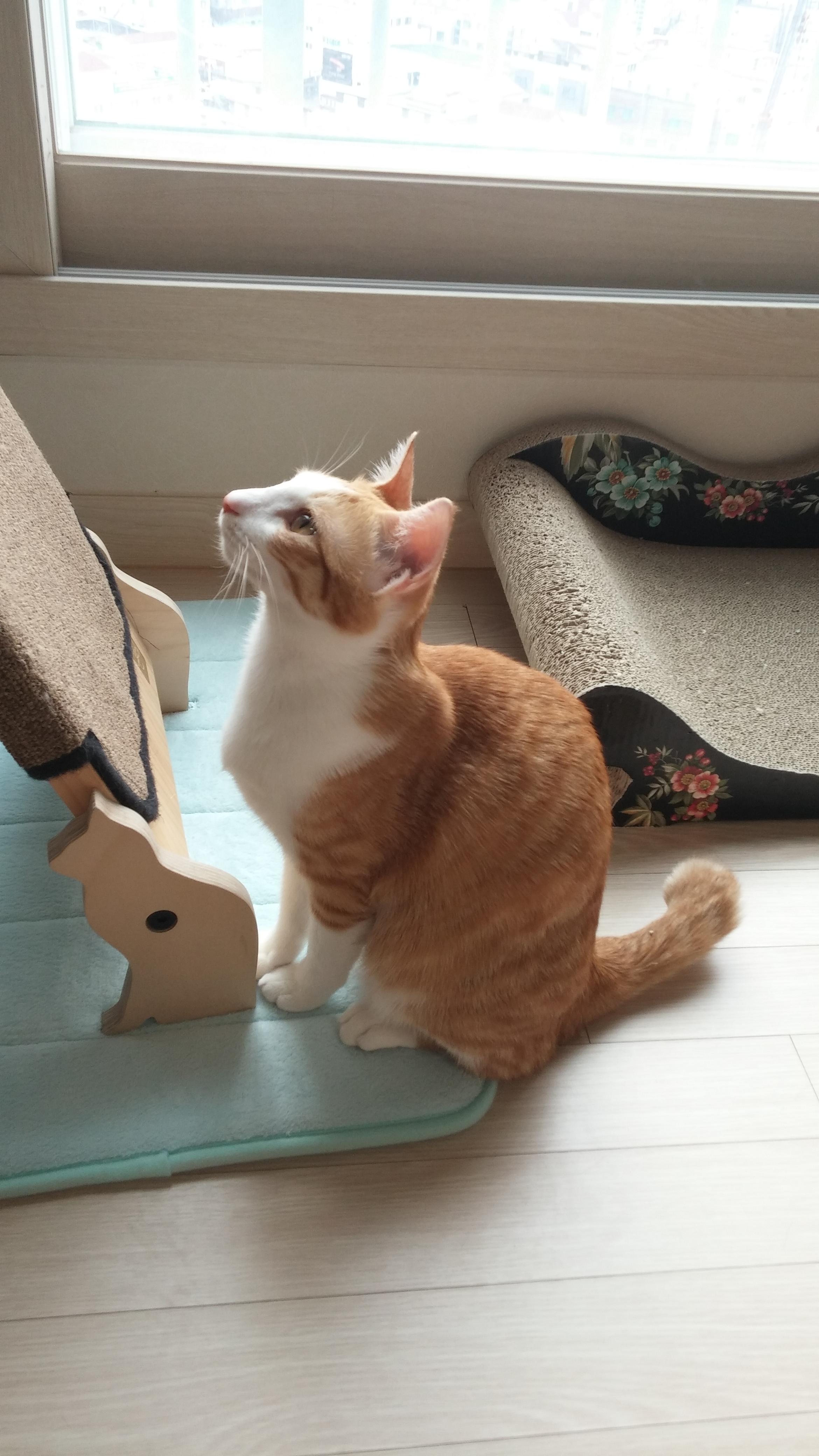 고양이 허피스 바이러스