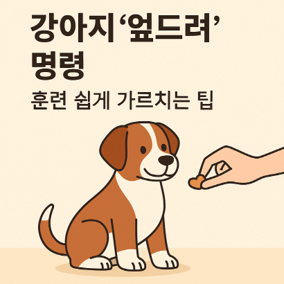 강아지 엎드려 훈련, 하루 10분이면 충분해요!