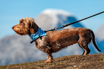 애완동물과 함께 여행하기