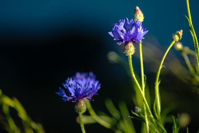 꽃양귀비와 수레국화