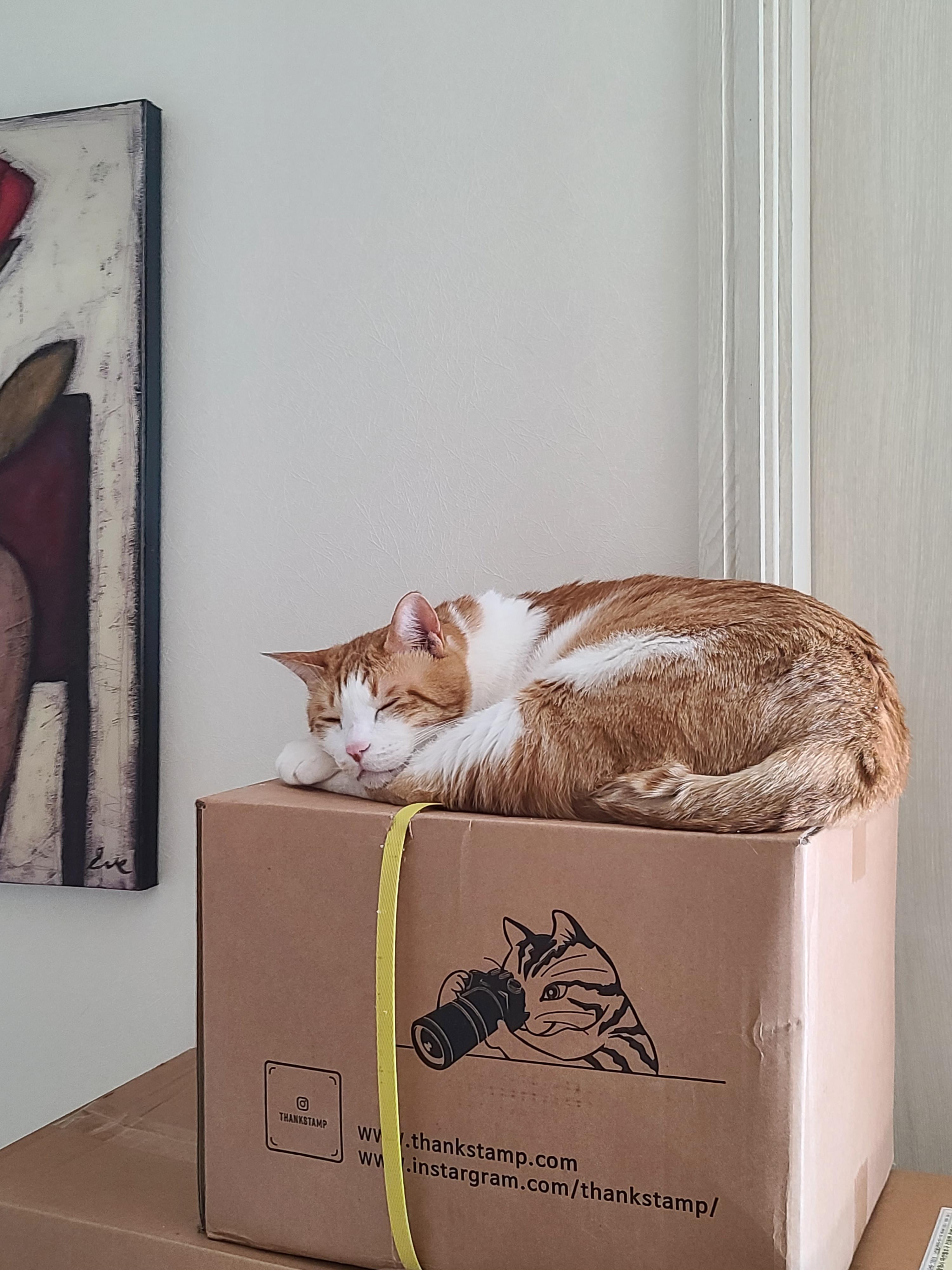 욕실앞을 지키는 막둥이 (feat.루디)