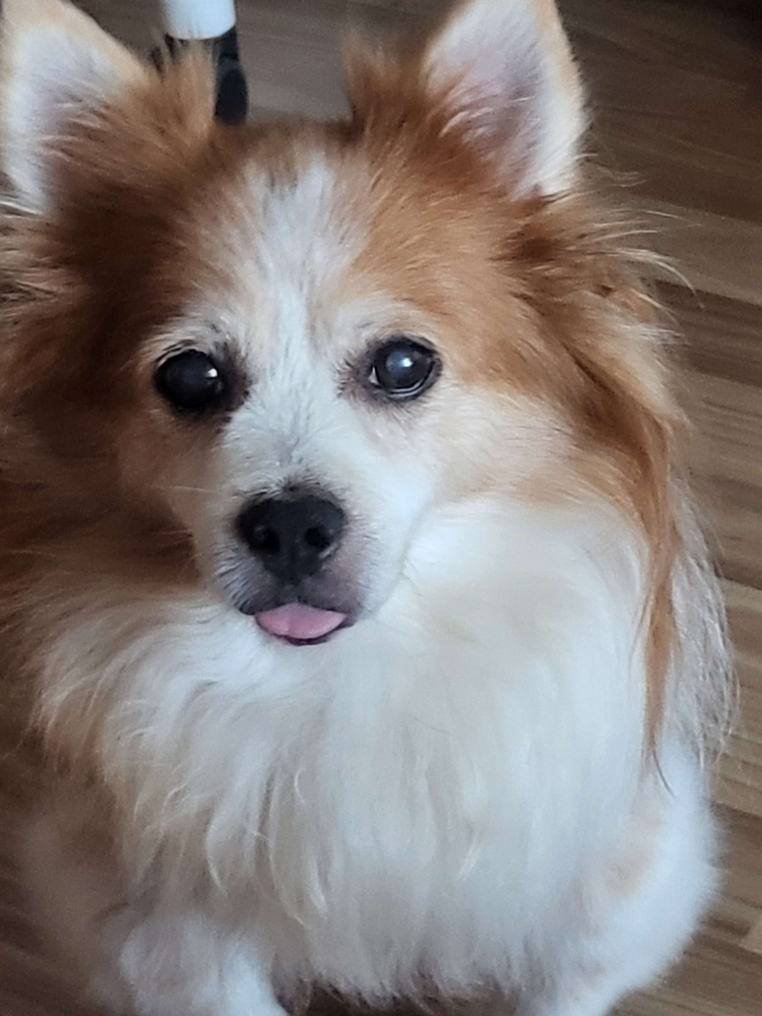 14살 노령견 건강관리 루틴과 장&middot;신장&middot;간 케어 영양제 추천