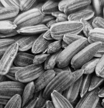 콜레스테롤 낮추는 방법 음식 과일