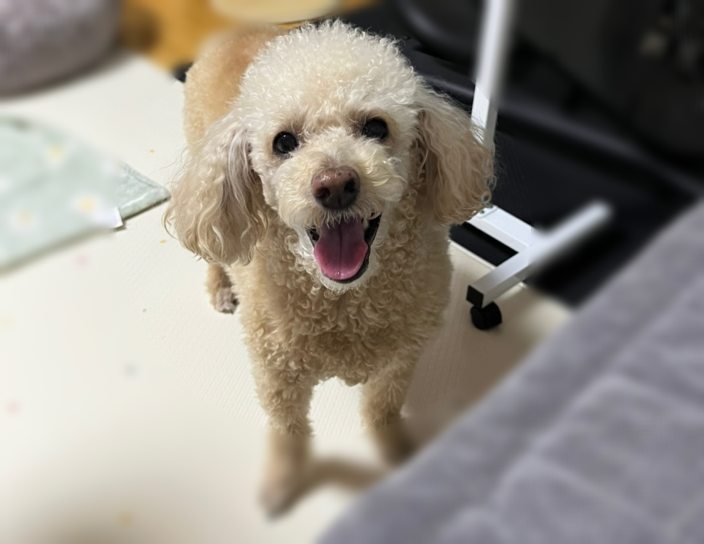 강아지 체했을 때 증상과 대처법