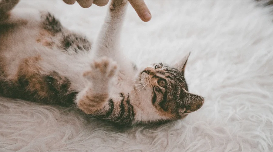 고양이 꿈해몽