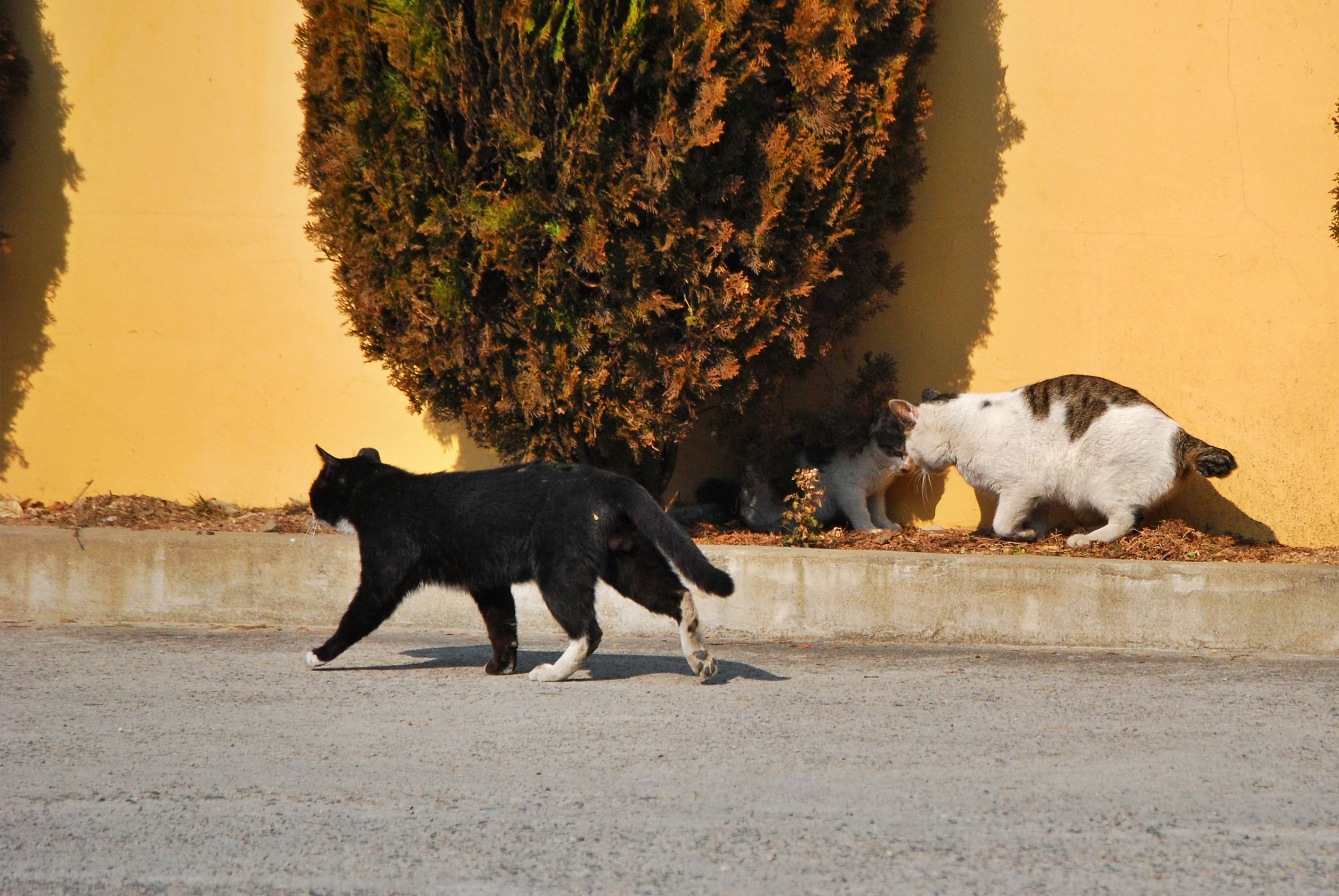 겨울 화단 위에서 햇빛을 받는 고양이 모자