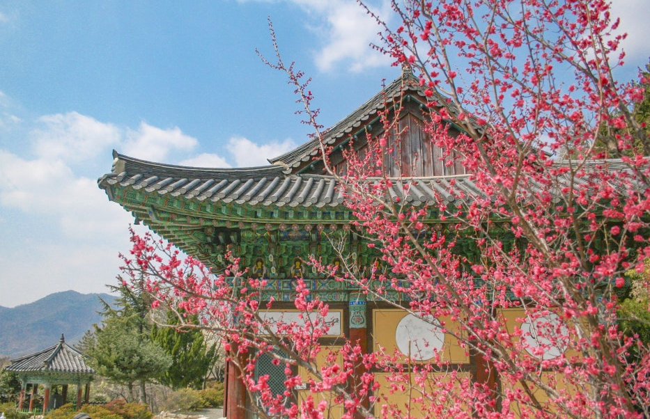 순천 금전산 금둔사 매화