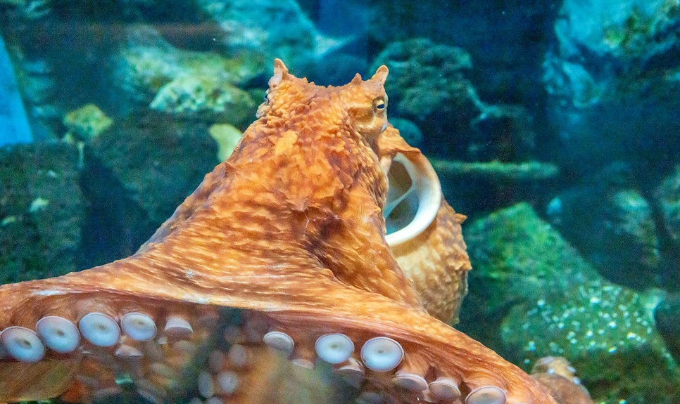 제주 동쪽 가볼만한곳 (아쿠아플라넷 제주)