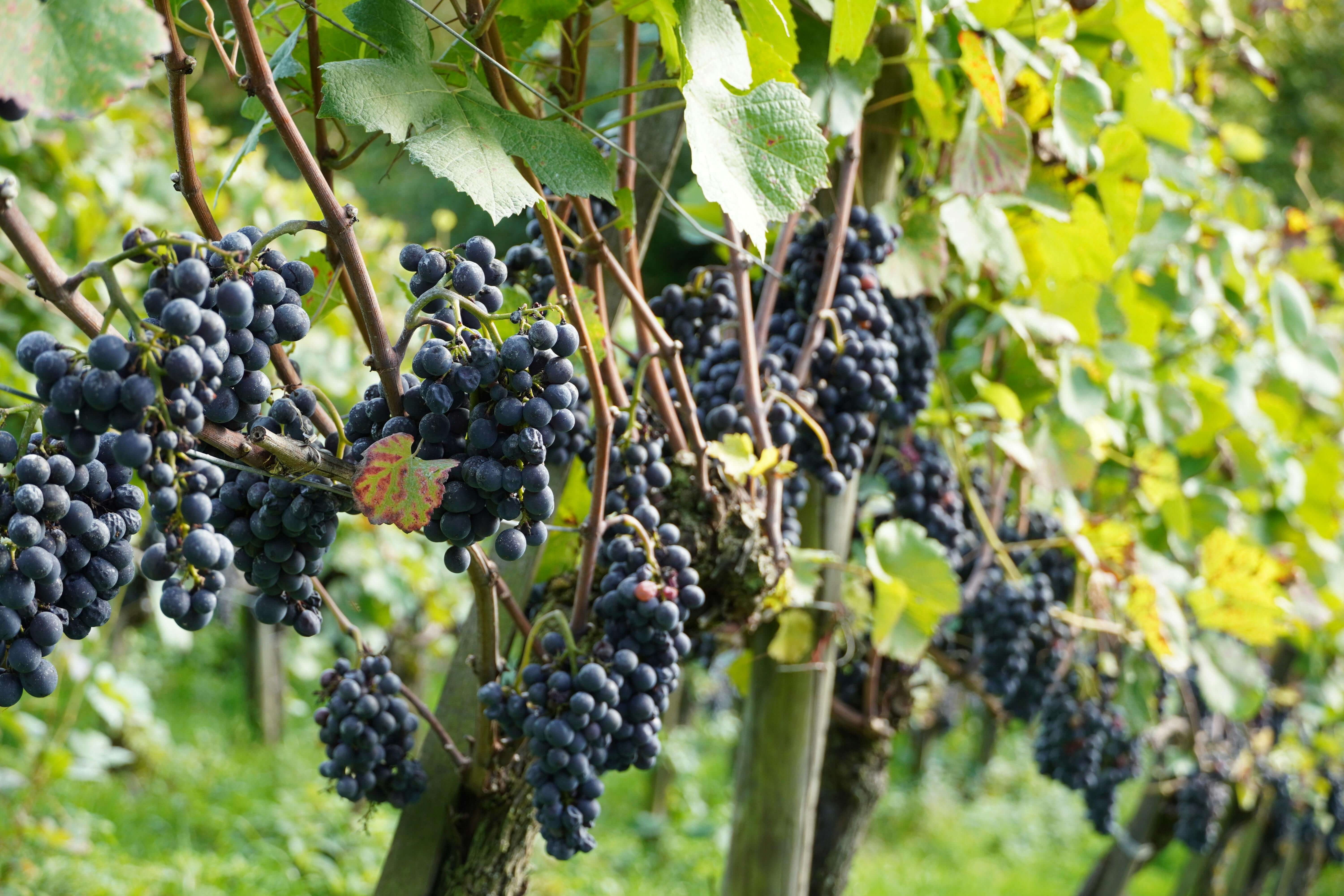 네이버 현대카드 단종