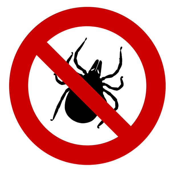 tick