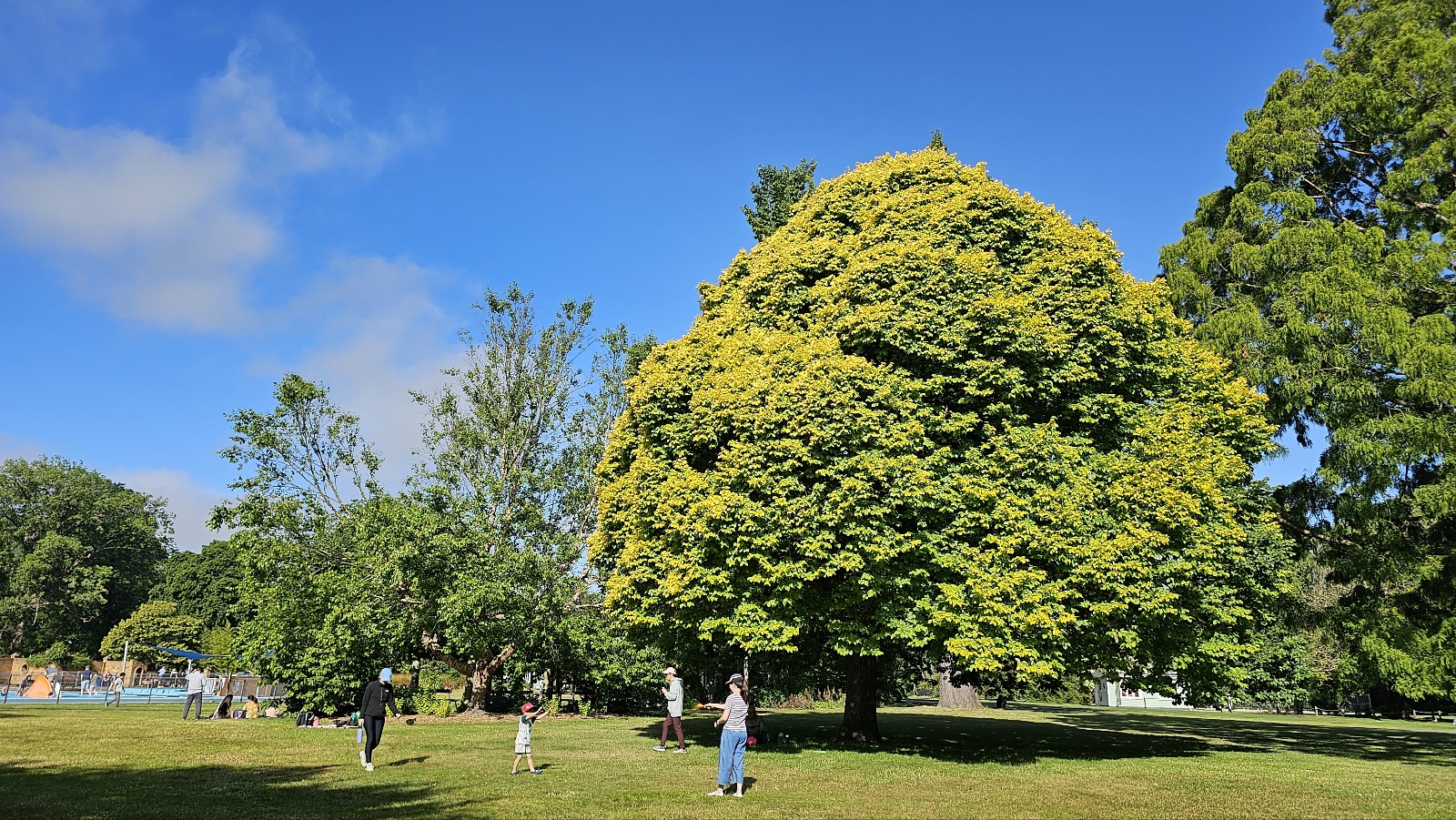 해글리 파크, 큰 나무와 푸른 하늘