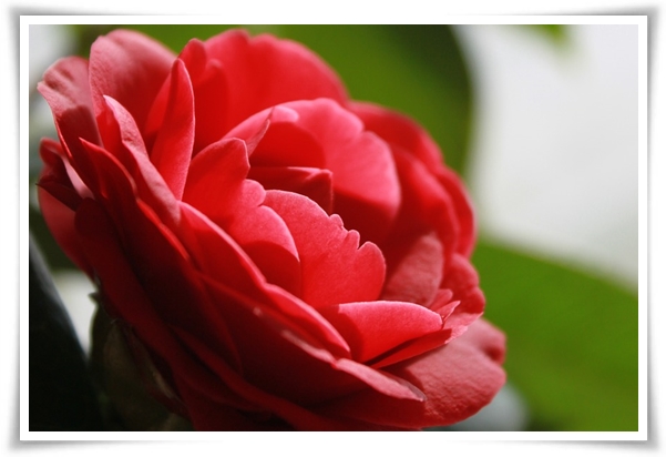 "동백꽃" 겨울의 끝 봄의 우아함을 담은 붉은 보석!