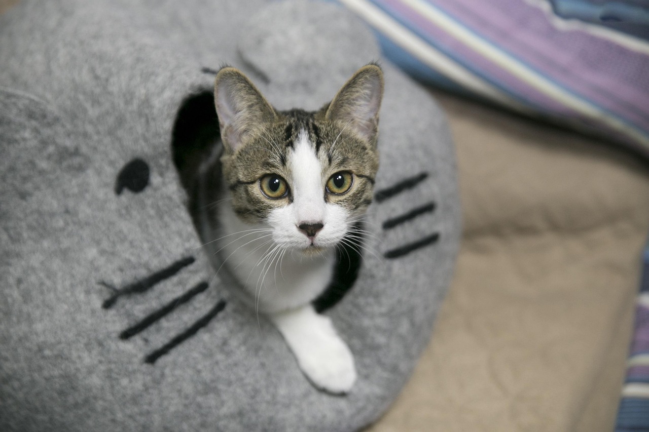 카메라와 아이컨택하는 고양이 사진