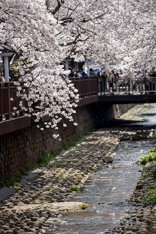 2024년 벚꽃 개화시기/ 지역별 명소