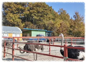 헤이리치 타조농장