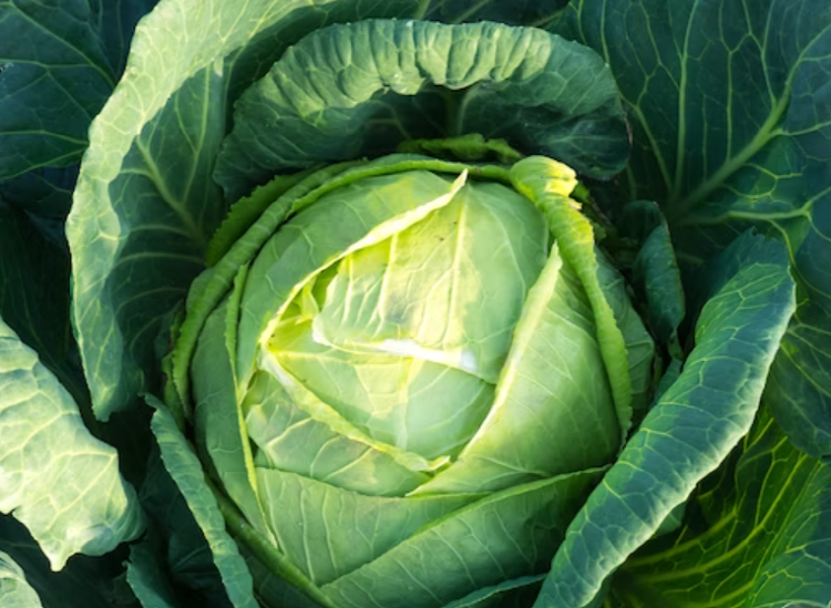 역류성식도염에 좋은 음식