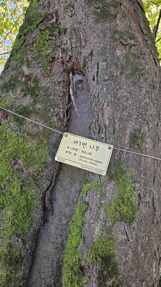 담양 관방제림 늦가을 산책 : 단풍마저 고요해진 숲길 걷기 여행