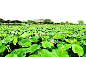 2024년 제 7회 당진합덕 연꽃축제 기본일정과 프로그램 정리 홍진영 김연자 출연