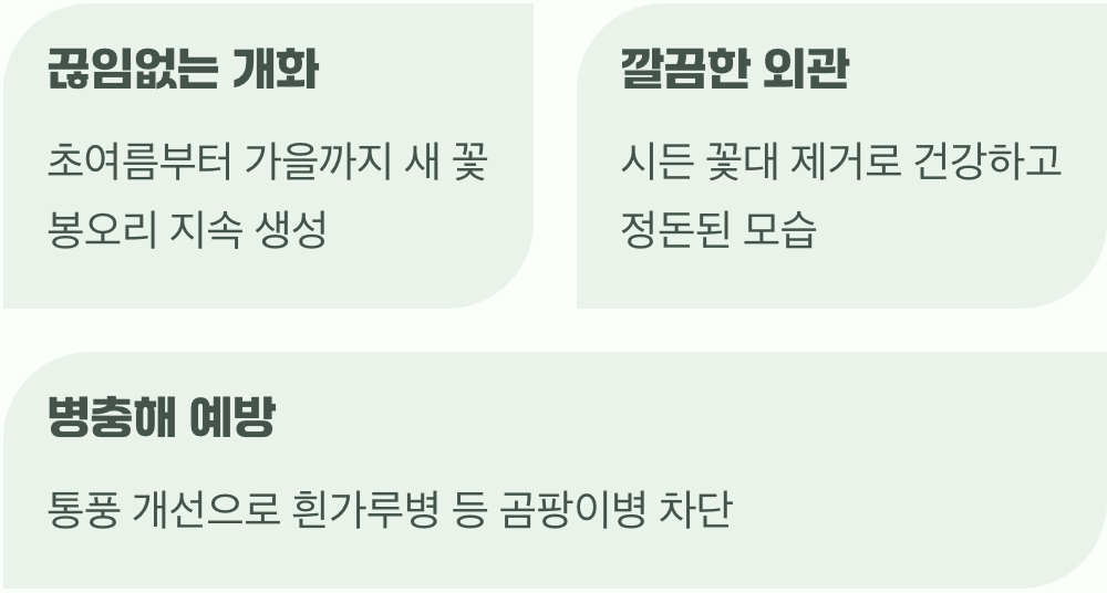 꽃대를 잘라주면 생기는 놀라운 변화