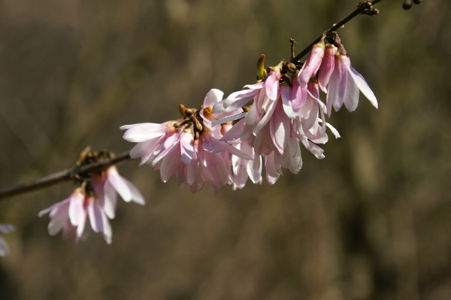 미선나무 꽃이 특별한 이유