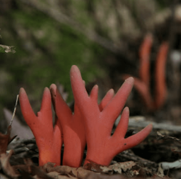 붉은사슴뿔버섯