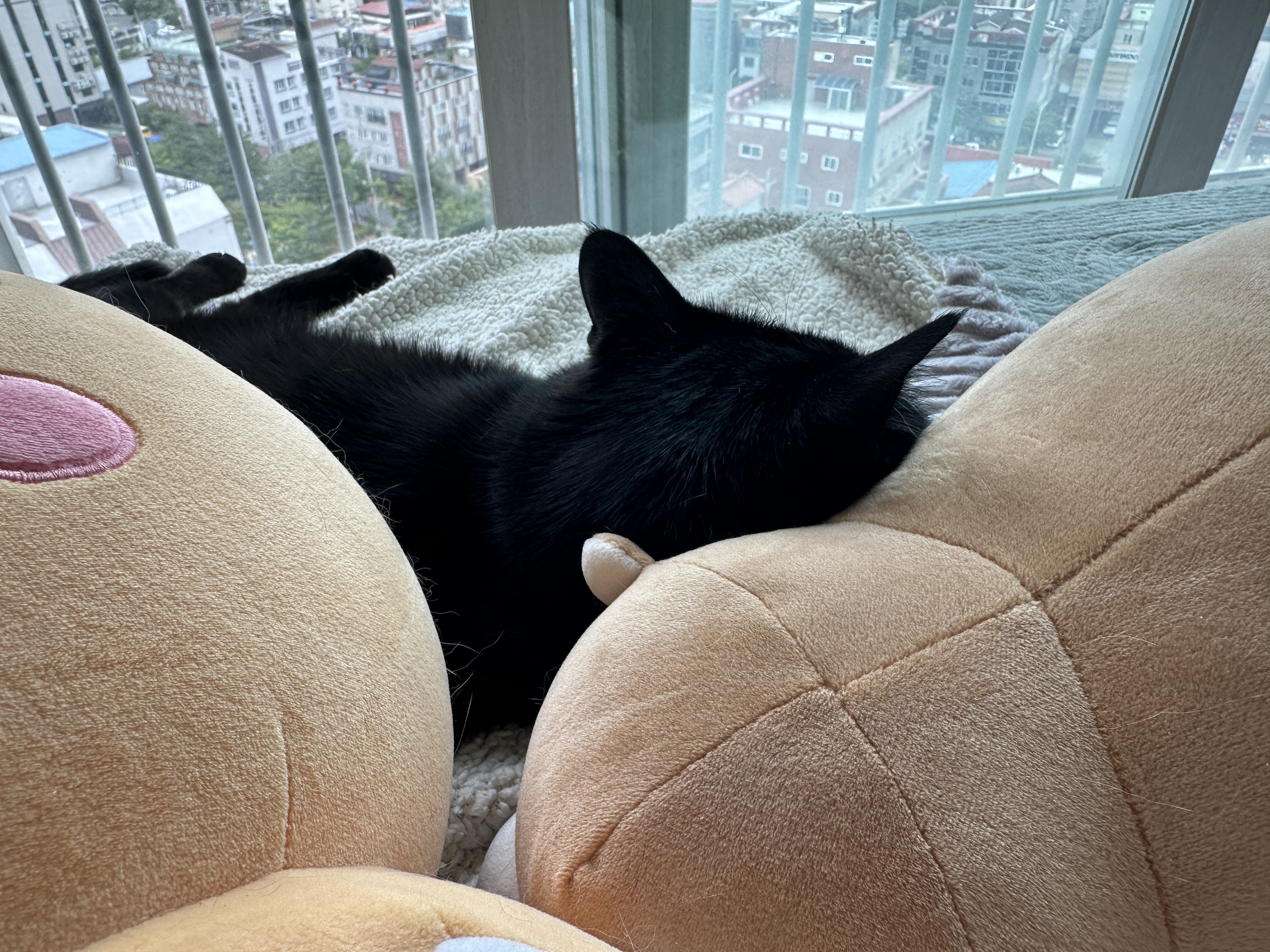 새로_업어온_물개_인형을_맘에_들어하는_건이_4