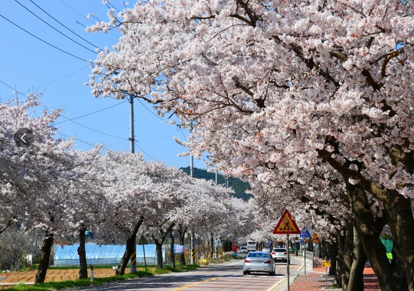 3월 벚꽃 축제