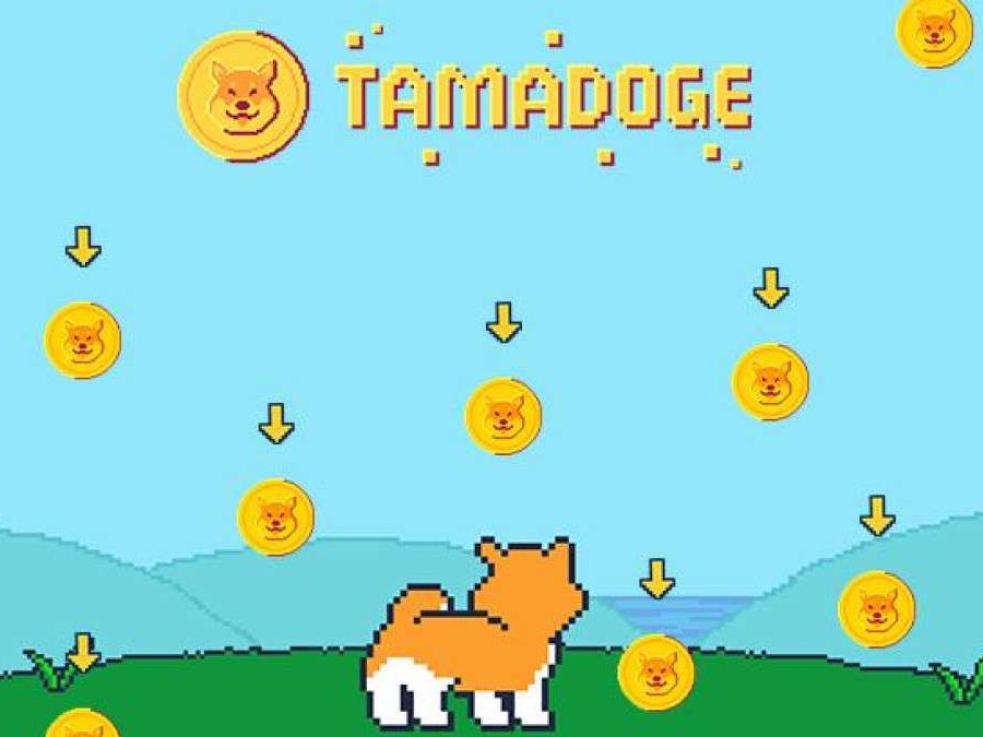 타마도지(TAMA)란? 차세대 도지코인, 새 기능 출시