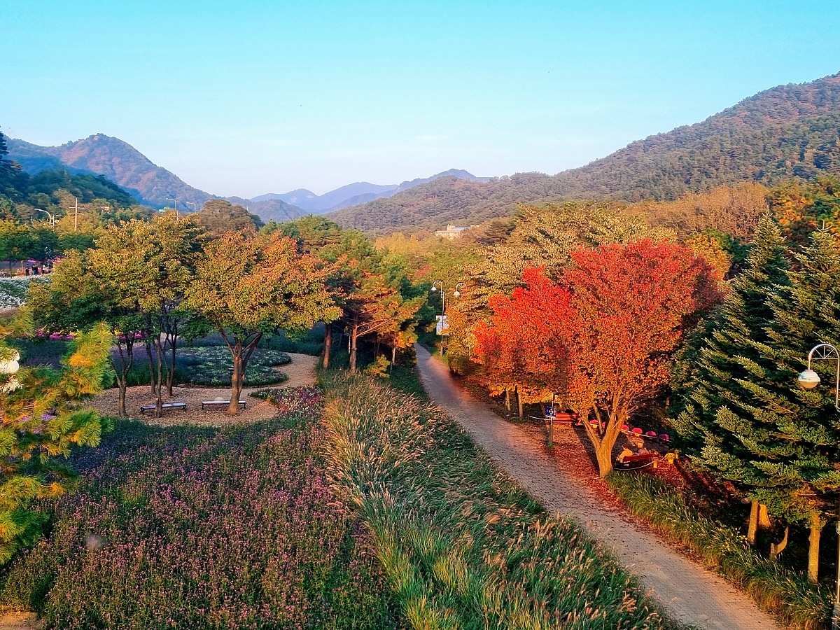 2024 강원도 인제 가을꽃 축제: 꽃길만 걷자 노을빛 국화 풍경, 단풍 후기 (10.17.)