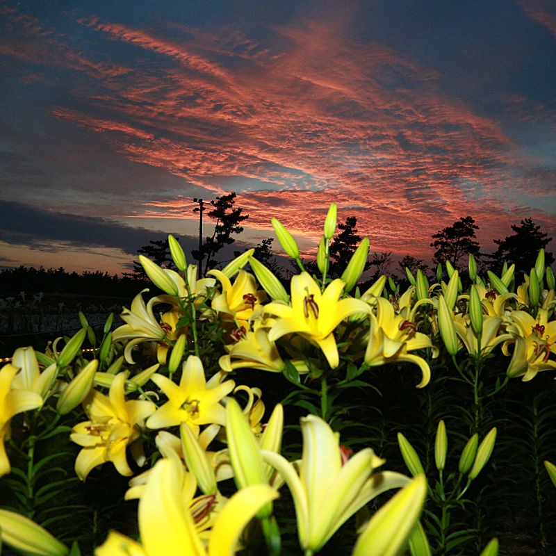 태안 가을 꽃박람회 체험 프로그램 &amp; 즐길 거리
