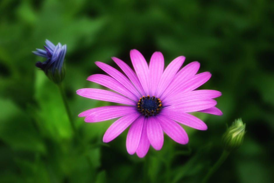 Close-up of a purple Cape Marguerite in full bloom with lush green background.