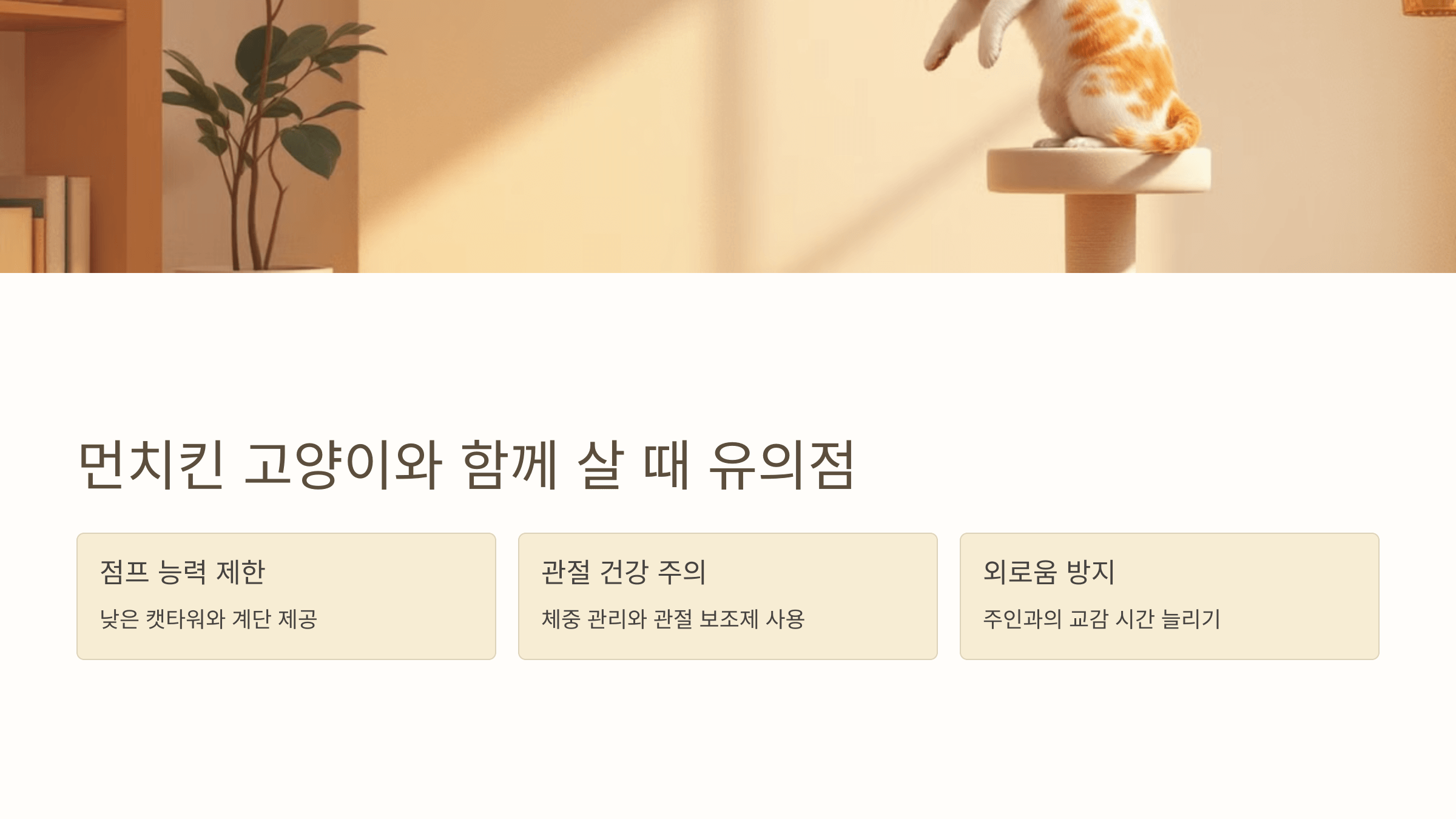 먼치킨 고양이 사진입니다.