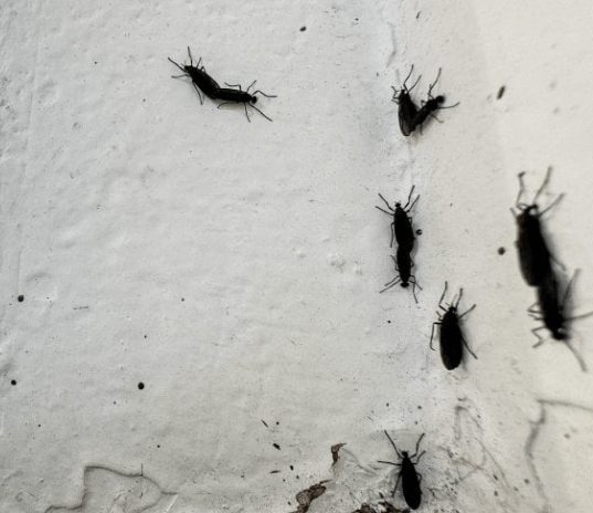 흰 벽에 다닥다닥 붙은 러브버그 떼 모습&amp;#44; 실제 출몰 상황